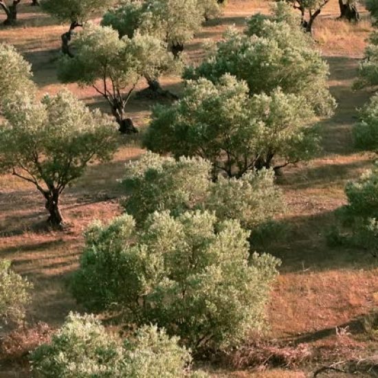 Aerial video of olive trees in Emporda, Catalunya, Spain.